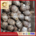 Best Quality Chinese Eddo in Bulk Taro